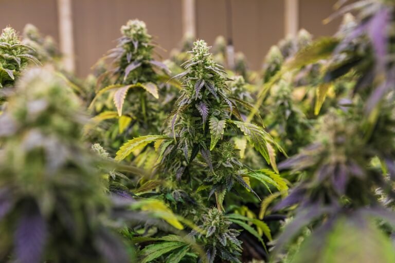 thc cannabisblüten kaufen