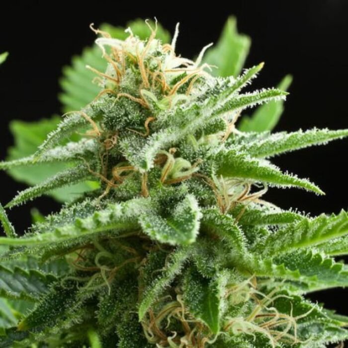 AMNESIA HAZE FEMINISIERT - 5 SAMEN