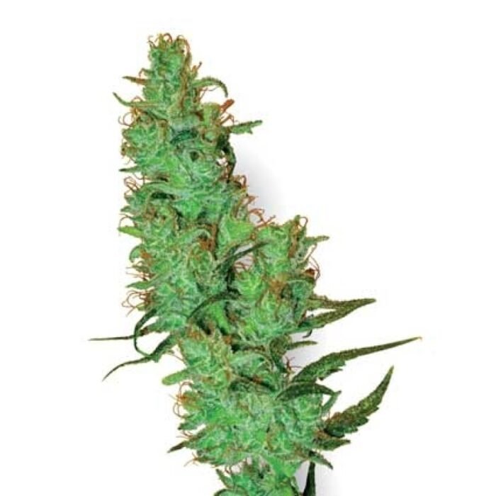 JACK HERER WHITE LABEL - 10 SAMEN