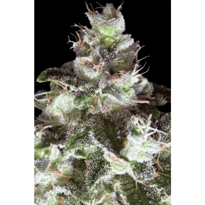 ORIGINAL WHITE WIDOW FEMINISIERT (IBL) - 10 SAMEN