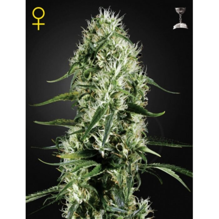 SUPER SILVER HAZE FEMINISIERT - 5 SAMEN