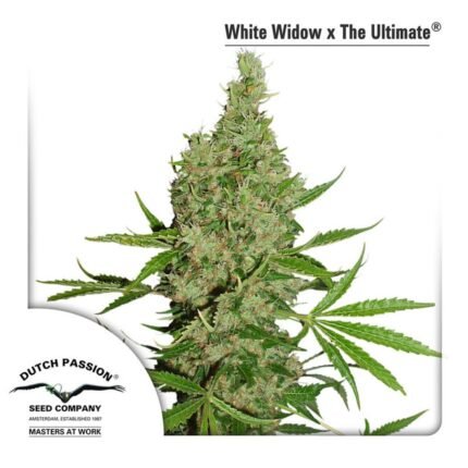 white widow ultimate semen
